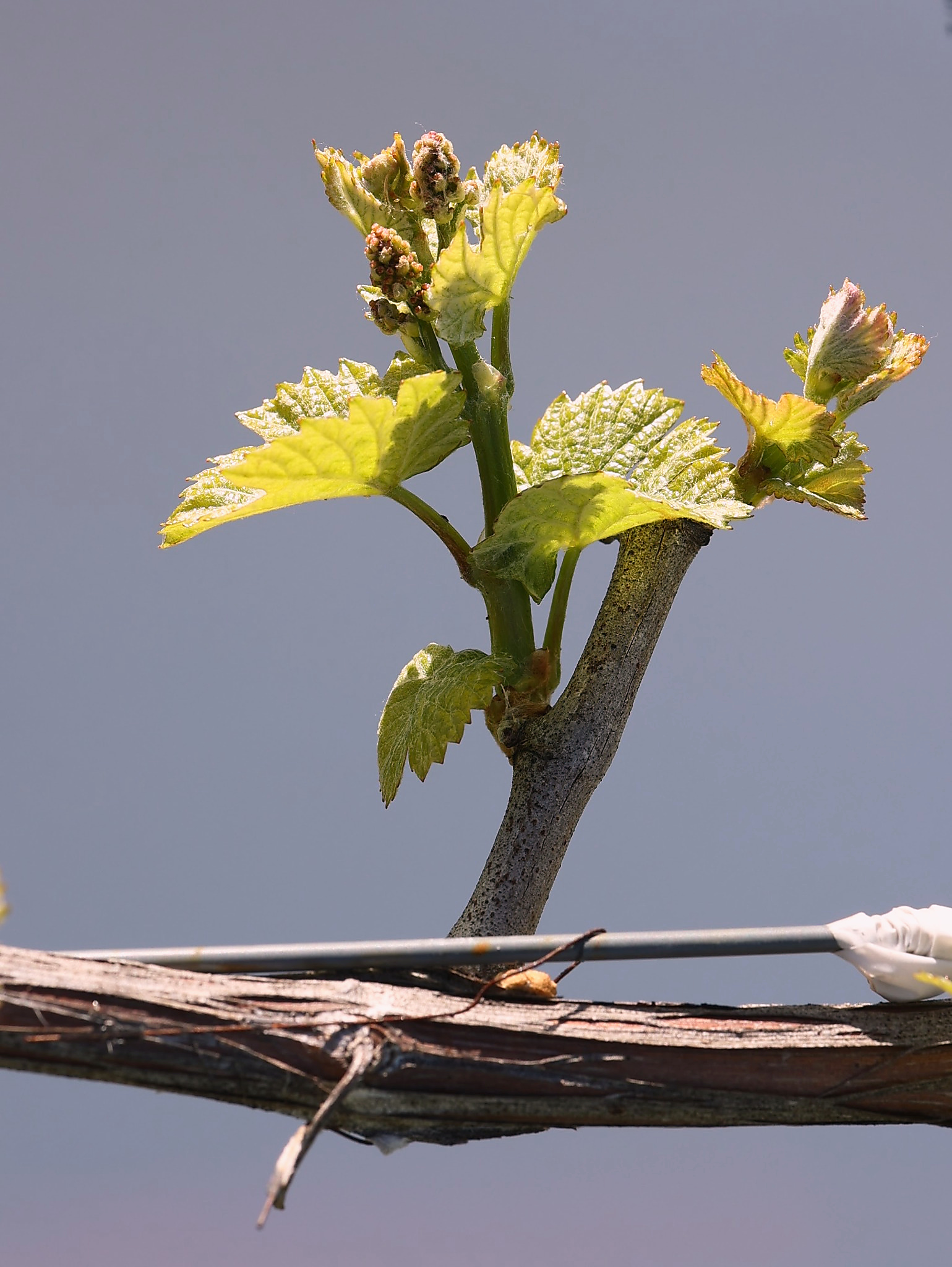 Early shoot growth of Vitis vinifera with two fully expanded leaves